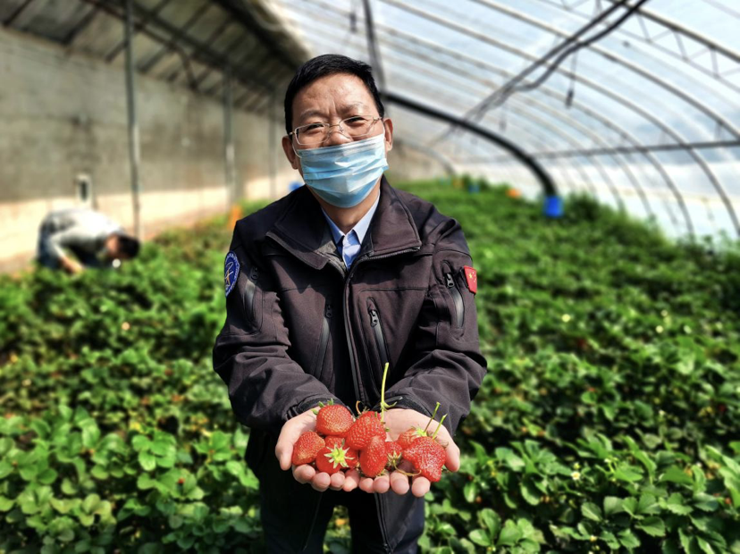 2020北京草莓采摘园_点赞!昌平这家草莓园每天采摘700斤草莓送给防疫一