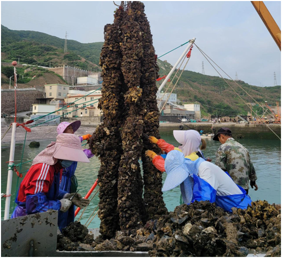 促进贻贝产业质量提升浙江舟山嵊泗开展智慧化养殖